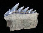 Fossil Cow Shark (Notorynchus) Tooth - South Carolina #12962-1